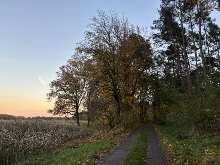 Asphaltierter Wald- und Feldweg mit Bäumen am Wegesrand