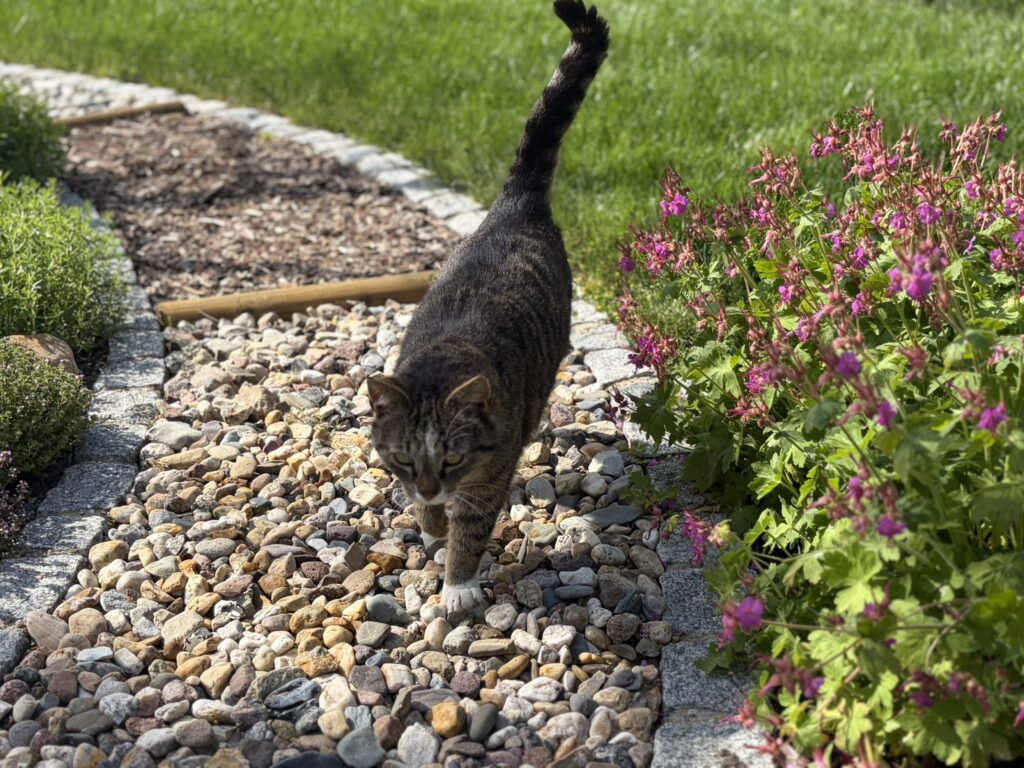 Barfußpfad mit Kräuterbeet und Kater