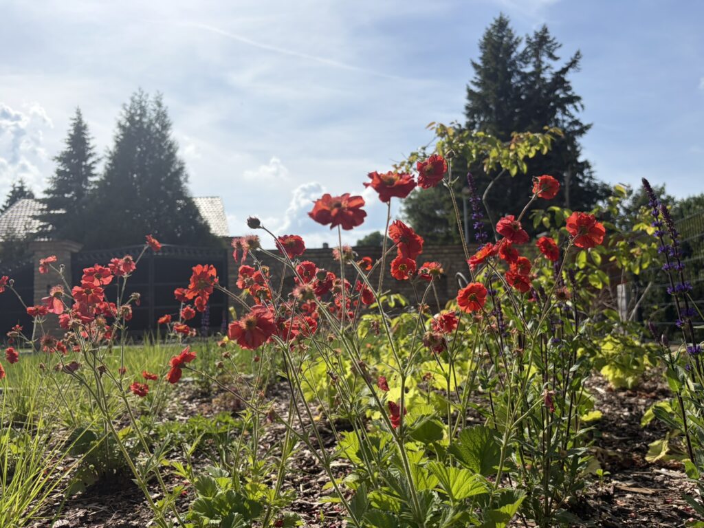 Gartenblumen